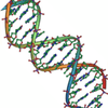 DNA Double Helix