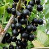 Black currants