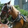central park, carriage horses