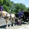 central park, carriage horses