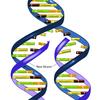 During DNA replication, each strand of the original molecule acts as a template for the synthesis of a new, complementary DNA strand.