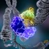 Illustration: a special enzyme encircles the double helix to repair a broken strand of DNA. 