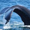 whale off the coast of Cape Cod