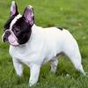 French Bulldogs come in at No. 5 in the five boroughs.