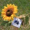 A tribute to Richard Guadagno, one of the victims of Flight 93 on September 11, left at the crash site memorial in Shanksville, PA. 