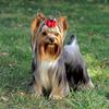 The Yorkshire Terrier is New York City's favorite K-9.