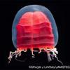 Pandea rubra, Red Lantern Jellyfish
