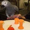 African grey parrot named Alex