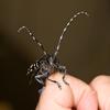 Asian longhorned beetle.