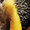 Bees in a hive