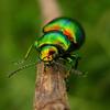 Metallic green beetle