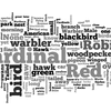 A Wordle image of the birds submitted to the WNYC and New York Times crowdsourced bird-watching map.