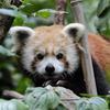 Biru, a 1-year-old red panda, rests in a tree in his new home at the Wildlife Conservation Society’s Central Park Zoo. 
