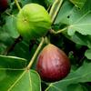Unripe and ripe brown turkey figs
