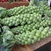 Brussels sprouts on the stalk