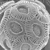 Emiliania huxleyi - single-celled marine phytoplankton that produce calcium carbonate scales (coccoliths). A scanning electron micrograph of a single coccolithophore cell.