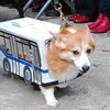 A corgi dressed as an M23 bus won Best in Show at the Tompkins Square Park Halloween Day Parade on Oct. 22, 2011. 