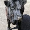 A Dexter cow named Aggie died at the Prospect Park Zoo on Aug. 25, 2011. She was 18 years old.