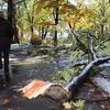 damaged trees, central park, snow storm