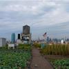 The Brooklyn Grange rooftop farm.