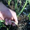 Green garlic on the roof of Palo Santo