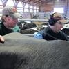 Tim Howard sticks his hand in a cow's stomach