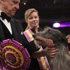 The Scottish Deerhound Foxcliffe Hickory Wind poses with her handler Angela Lloyd and show judge Paolo Dondina after winning Best in Show on Feb. 15, 2011.