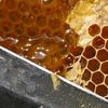 Honey on the comb.