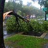 On Sunday morning in Crown Heights, trees up and down Eastern Parkway had fallen due to Irene's winds.