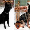 Suffolk County Police K9s involved in cadaver detection