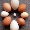 Eggs of different sizes