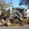 A fallen tree in Forest Hills, Queens remains as the city continues the clean-up from last week's storm. 