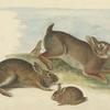 The Morgan Library is going for serious awwww factor in its new exhibit 'In the company of Animals.' Seen here: an 1841 drawing of gray rabbits by John James Audubon.