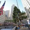 The 74 foot (22.5 meter) Norway spruce that will become the Rockefeller Center Christmas tree is lifted into place