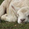 Sleeping lamb