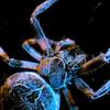 Hanse Spider (Araneus diadematus)
