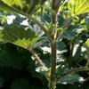 The spiky hairs on a stalk of stinging nettle