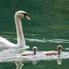 swan with babies