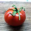 A hybrid greenhouse-grown tomato