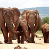 Ivory Ban Good for Elephants, a Headache for Musicians