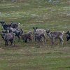 'Music for 18 Reindeer'