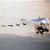 Whooping cranes learning their fall migration route from an ultralight aircraft piloted by a human wearing a crane suit. 