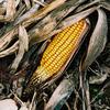 Corncob in a cornfield
