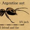 Drawing of an Argentinte Ant