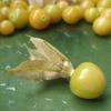 A ground cherry with its husk peeled back
