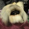 Malachy, a Pekingese, after winning Best in Show at Westminster