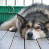 Anushka - Malamute Dog