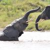 An Elephants society in Amboseli National Park, Kenya