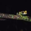 MADAGASCAR - 1995/01/01: Madagascar, Perinet Reserve, Rainforest, Grass Frog At Night. 