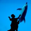 Silhouette of a child reaching up for a dolphin swimming in the deep blue water of an aquarium.